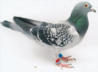 斎藤友昭鳩舎オークション