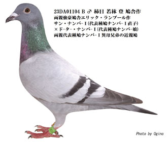 若林 登鳩舎オークション