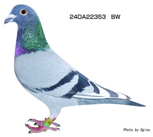 若林 登鳩舎オークション